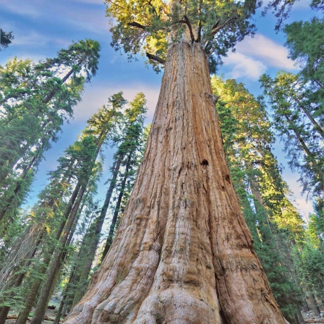 General Sherman, the worlds biggest tree, one of the best things to do in Sequoia & Kings Canyon