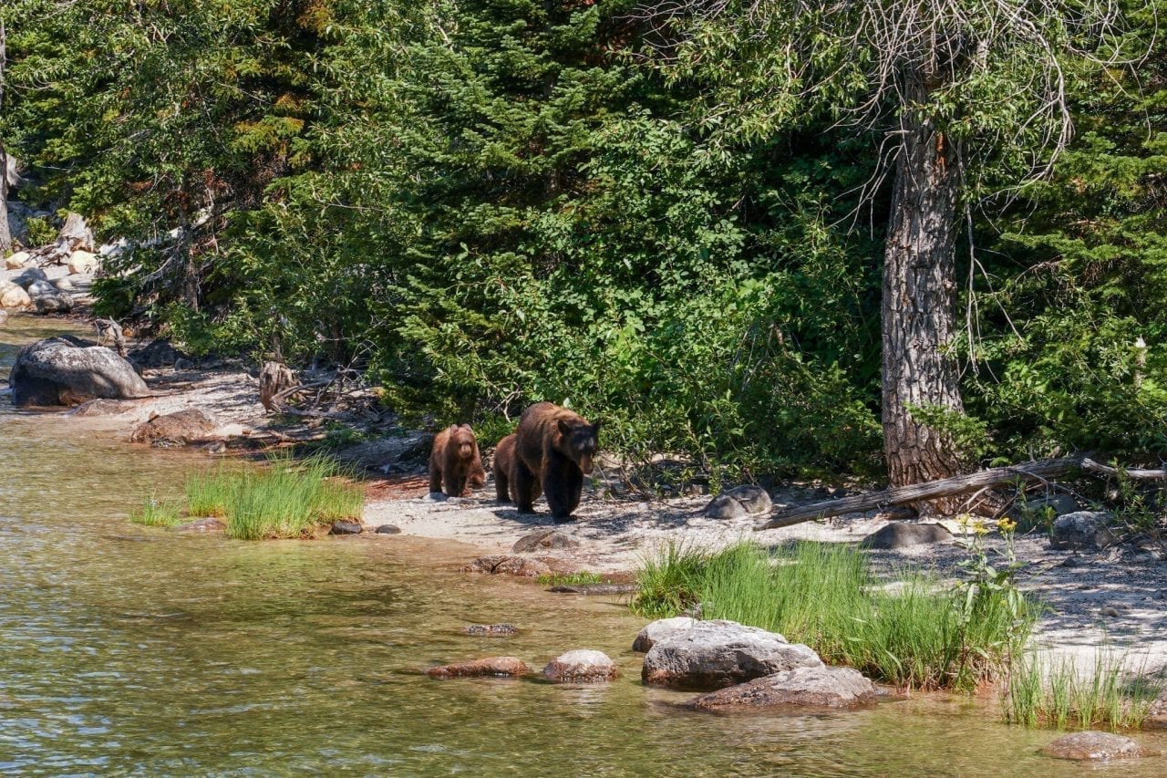 Unusual sighting of Bears at Jenny Lake