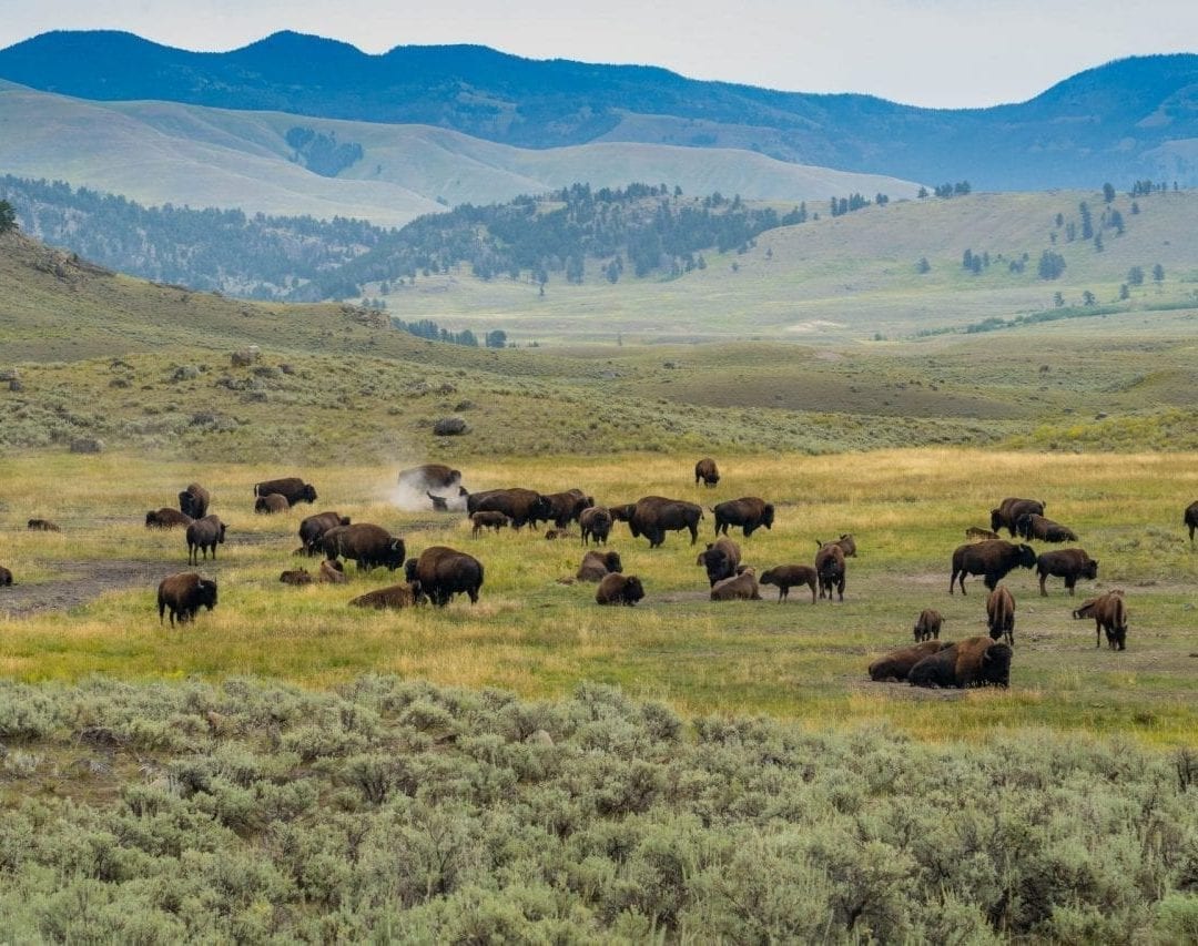 Bison herd by the roadside in Lamar Valley