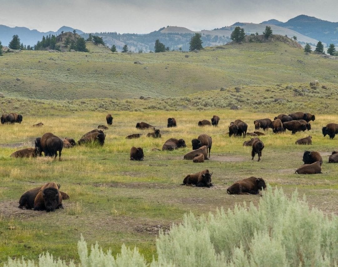 Bison herd by the roadside in Lamar Valley (Pin #8 in Yellowstone National Park Map above)