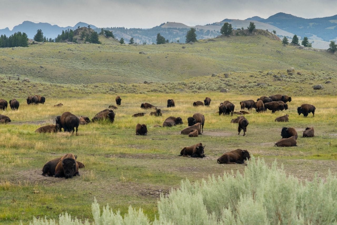 Bison herd by the roadside in Lamar Valley