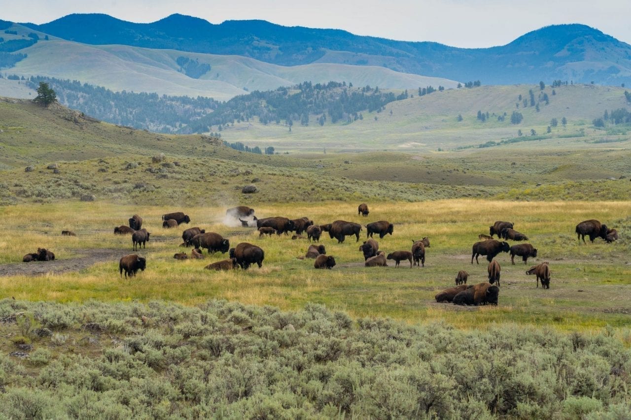 Bison herd seen by the roadside in Hayden Valley (Pin #10 in Yellowstone National Park Map above)