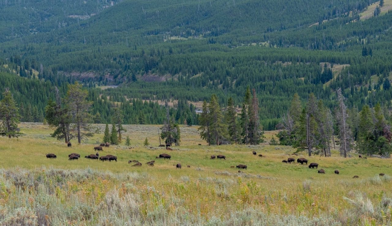 Bison herd spotted in Lamar Valley