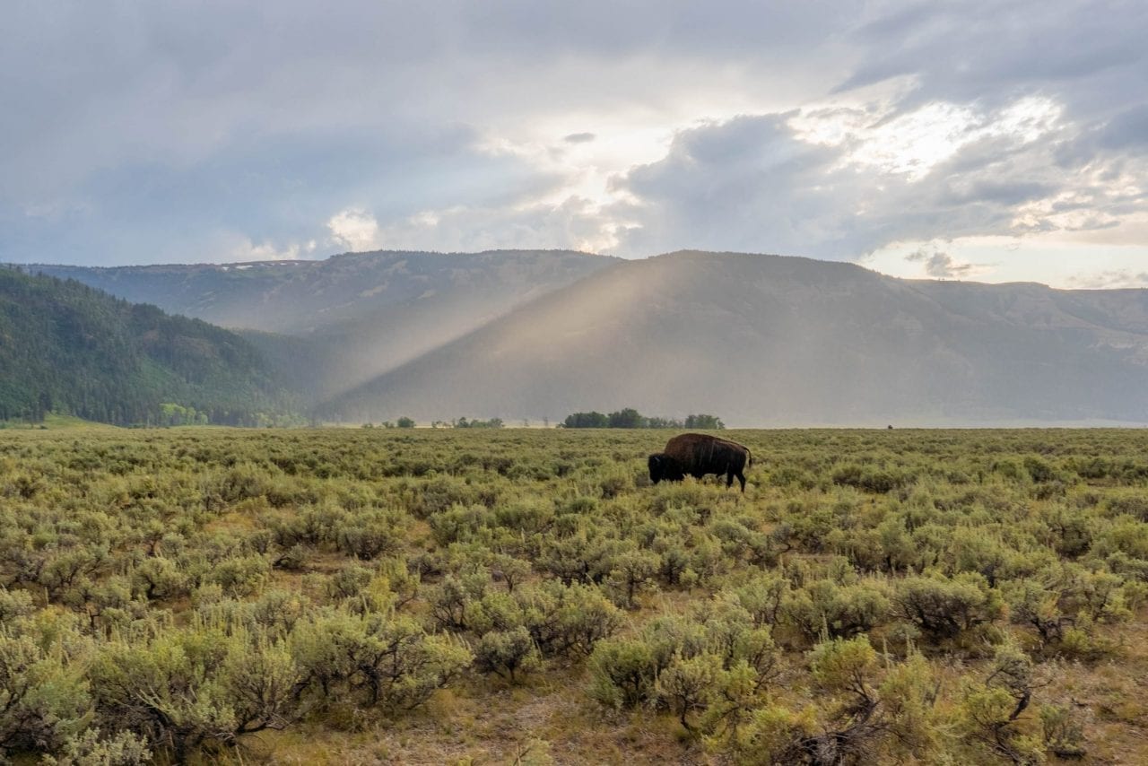 Bison sighting is very common in Lamar Valley