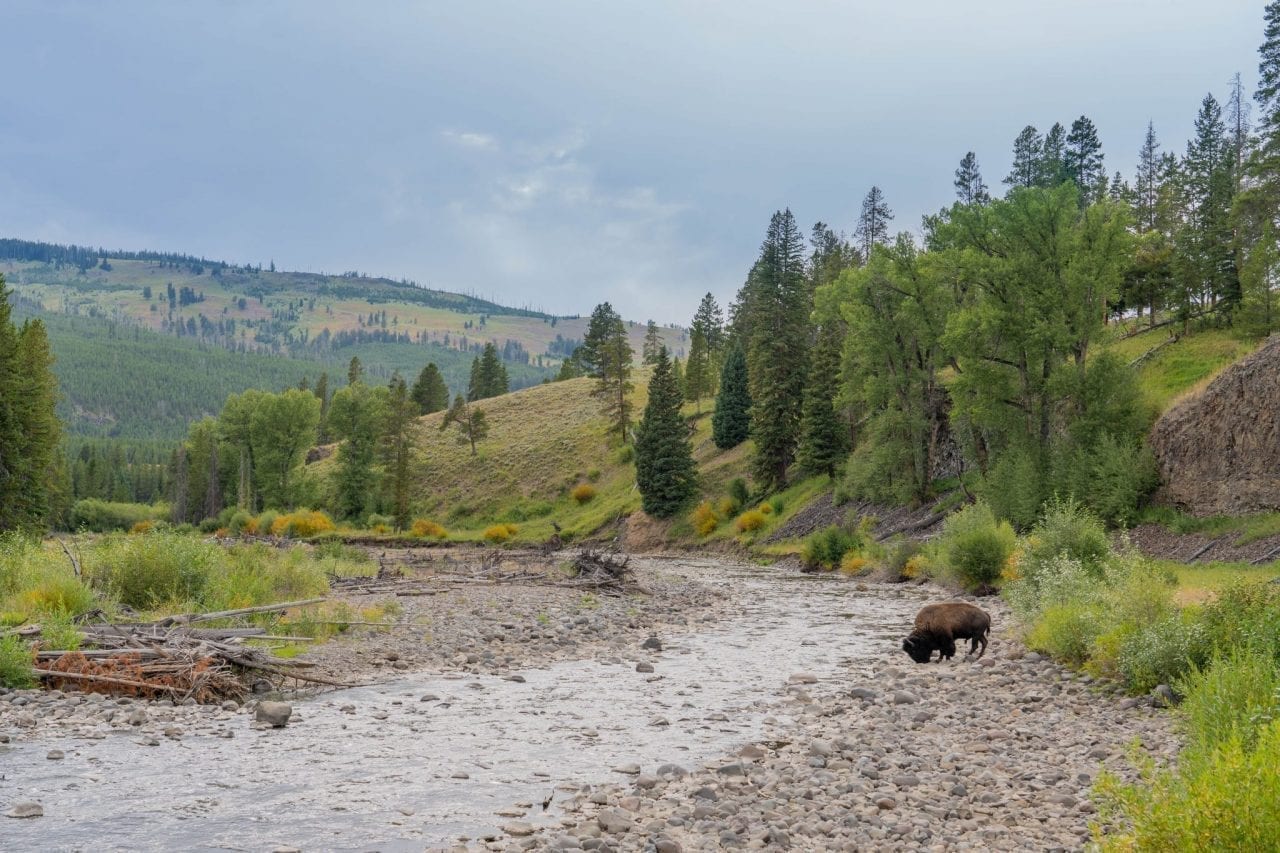 Bison spotted by the river in Lamar Valley