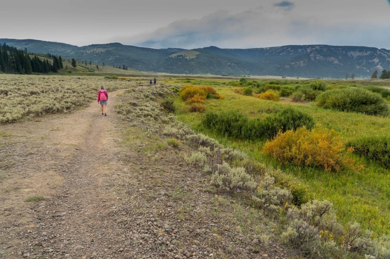 Lamar valley has vibrant lush green fields even in summer months