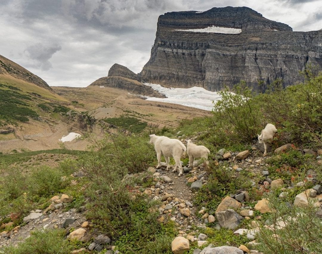 Mountain goats on the grinnel glacier hike