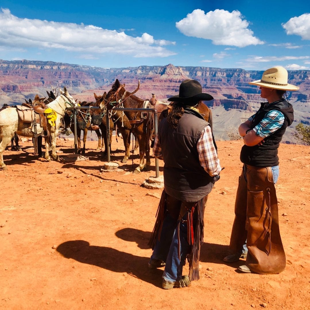 horse and mule tours grand canyon